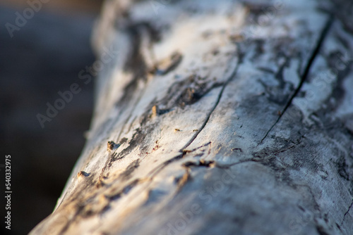 Ants marching on a tree