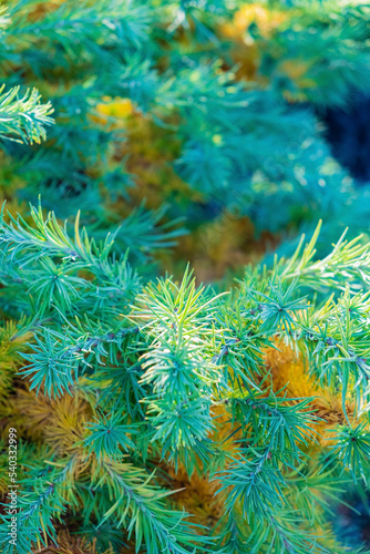 Bright green fluffy branches of larch tree Larix decidua Pendula