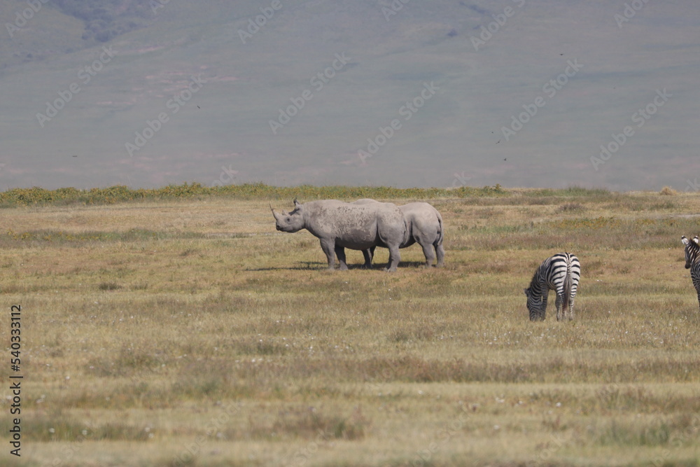 Obraz premium Black rhinoceros (Diceros bicornis)