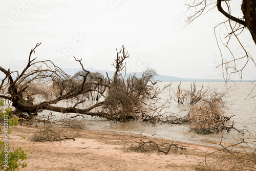 a piece of forest in a Tanzanian African national park that has been flooded by a flooded river. Ecological catastrophe. Dead trees in water photo