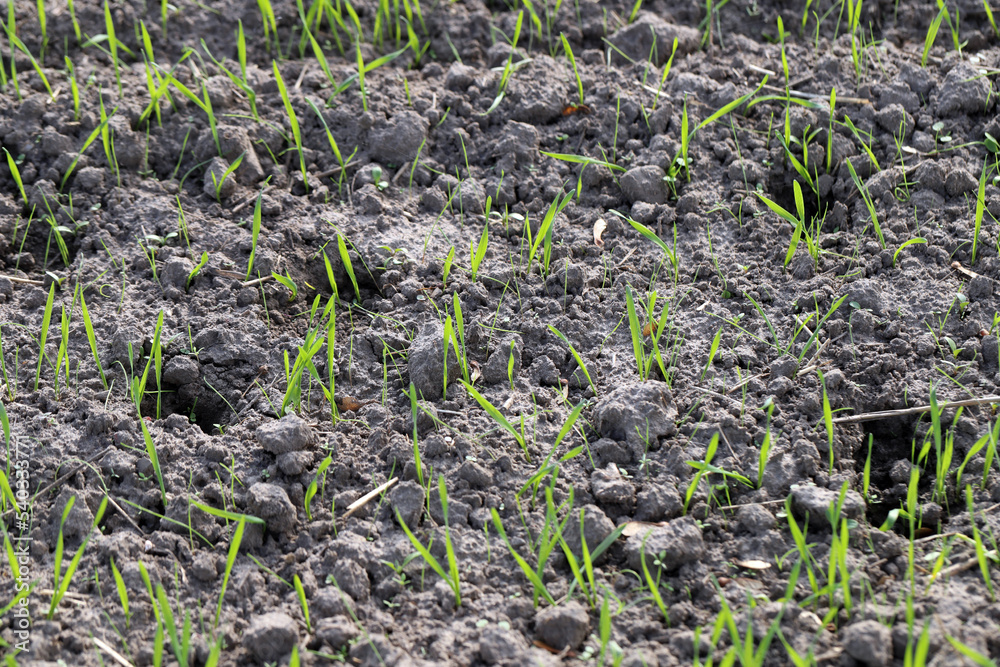 Emergence of winter cereals with weeds, Silky bent Apera spica venti seedling with one tiller. Emergence of winter cereals with weeds, Silky bent Apera spica venti seedling with one tiller.