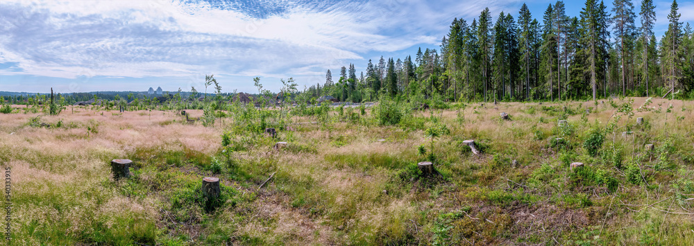 Scenic summer forest with meadow, many spruce stubs. Wide panorama, blue sky with white clouds Scenic summer forest with meadow, many spruce stubs. Wide panorama, blue sky with white clouds