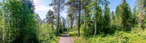 Scenic wide panorama of mixed summer green forest with small road  northern Sweden.