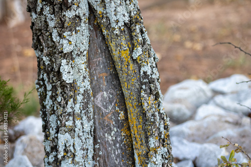 Tree trunk with carving 