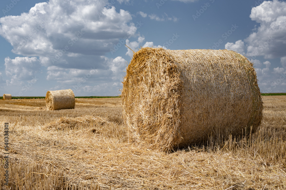 Summer. Harvesting in a wheat field