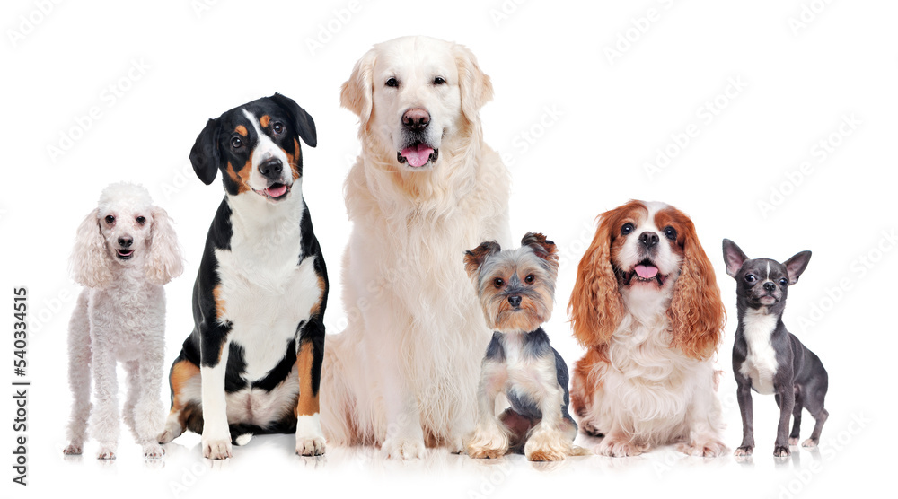 A group of purebred dogs isolated on white background A group of purebred dogs isolated on white background