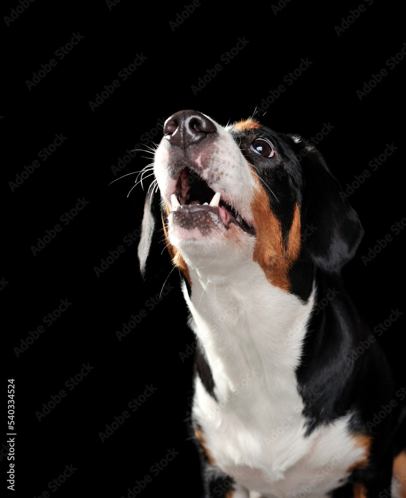 Close-up picture of a dog looking up against black background Close-up picture of a dog looking up against black background