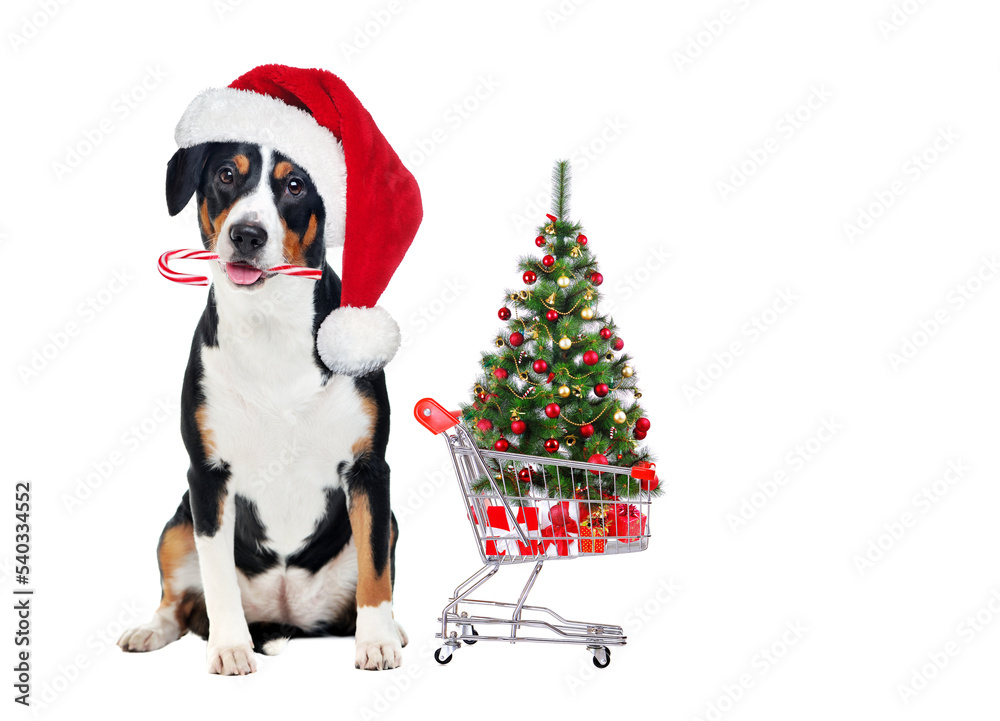 Dog wearing Santa hat sitting with a shopping cart against white background