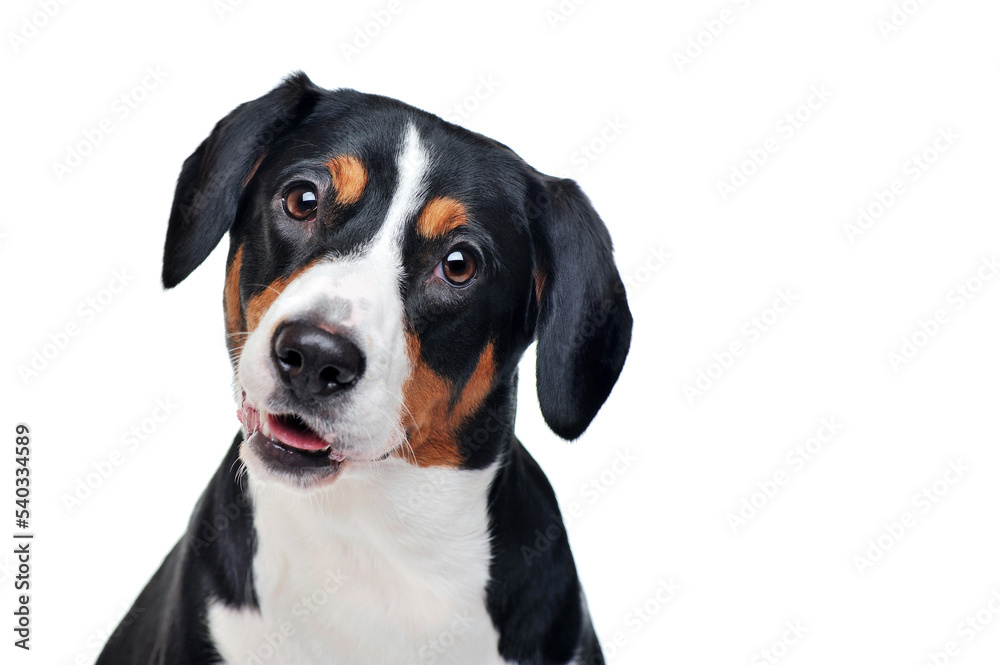 Head portrait of entlebucher sennenhund against white background