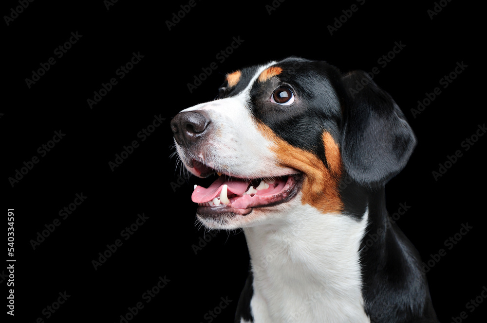 Head portrait of entlebucher sennenhund looking to the side