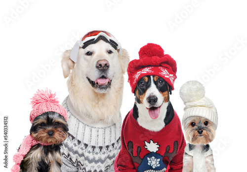 Photography A group of dogs wearing winter hats isolated on white