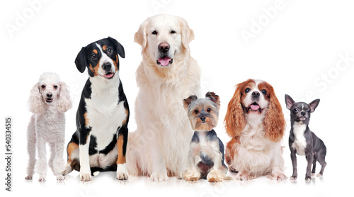 A group of purebred dogs isolated on white background ©  Tatyana Kalmatsuy