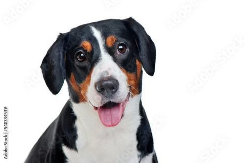 Close-up portrait of a mountain dog isolated on white
