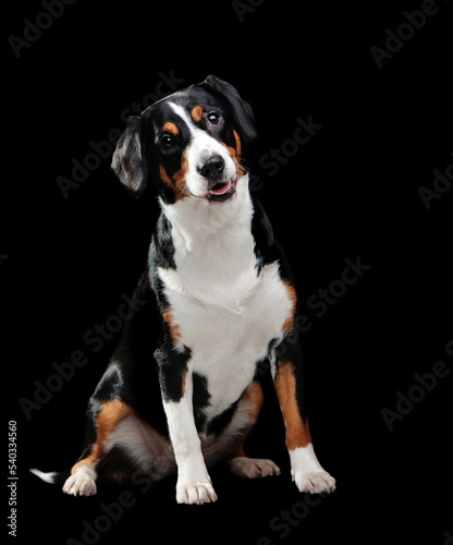 Full length picture of a mountain dog isolated on black background