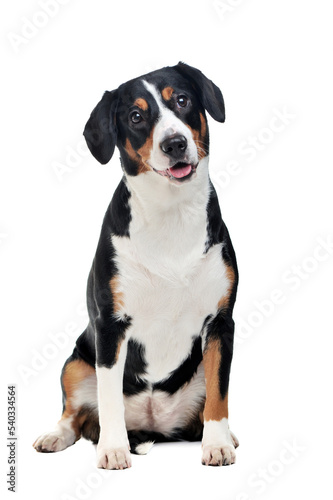 Full length picture of a sitting mountain dog