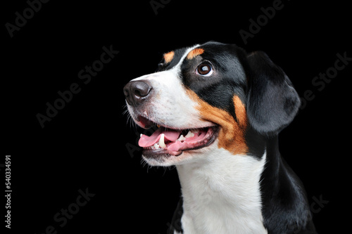 Head portrait of entlebucher sennenhund looking to the side