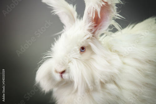 Fluffy white rabbit of the Angora breed, on a gray background, shooting in the studio.