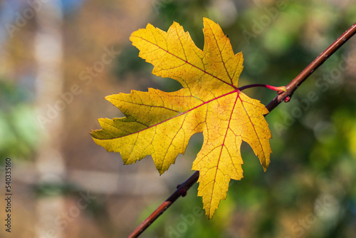 Yellow maple leaf on a branch on a blurred background.