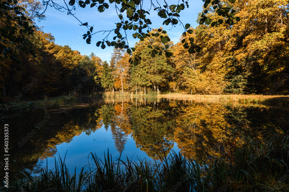 Jeziorko w lesie jesienią - obrazy, fototapety, plakaty 