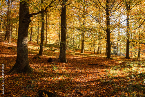 Jesienny las w październiku