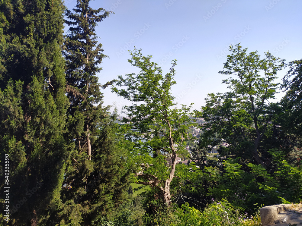 Fototapeta premium View of Istanbul Behind Trees