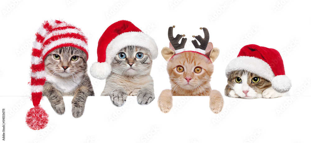 Cats in Christmas hats holding blank board