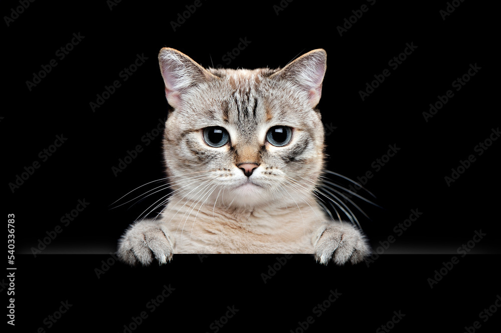 Obraz premium Low key portrait of a tabby cat hodling blank board