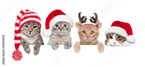 Cats in Christmas hats holding blank board ©  Tatyana Kalmatsuy