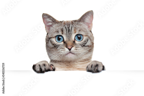 Close-up portrait of tabby grey cat holding blank board