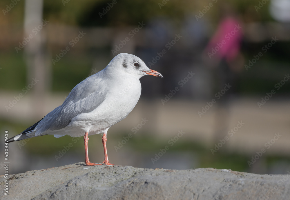 Cute seagull standing on the rock with blurred background Cute seagull standing on the rock with blurred background