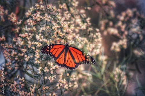 Monarch on flowers 