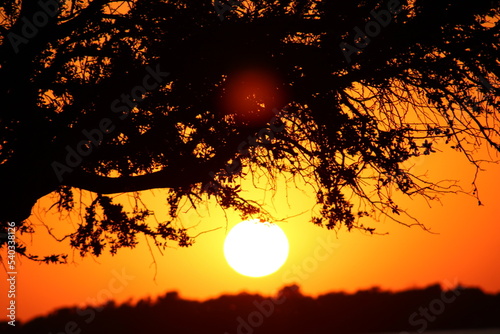 Sunset through the tree