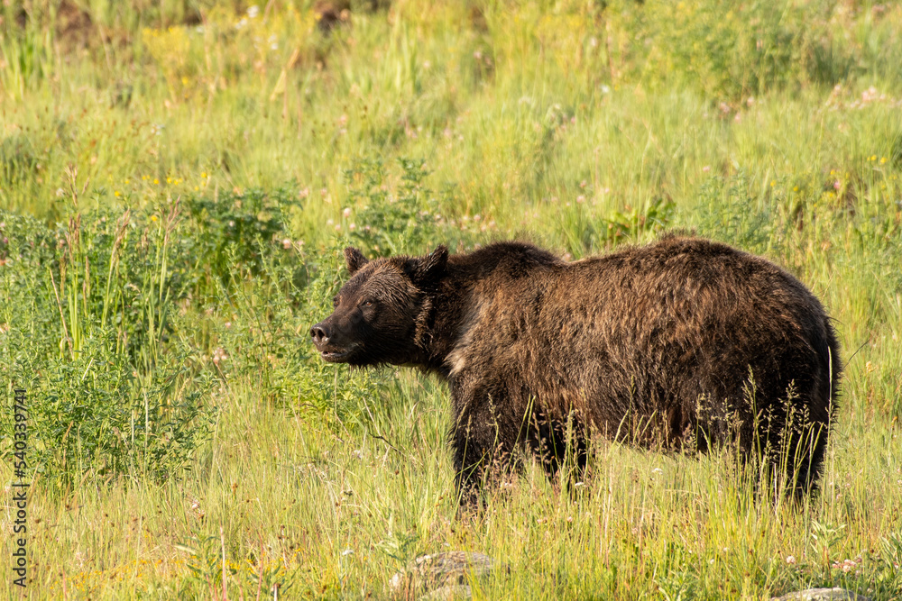 brown bear in the grass