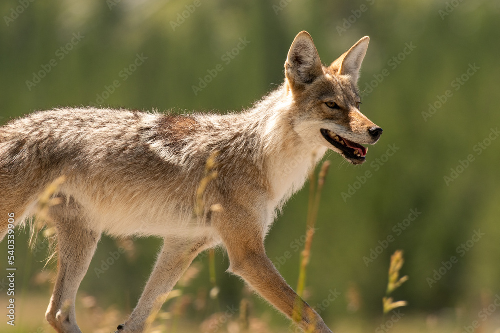 Coyote in field