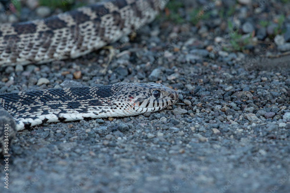 close up of a snake close up of a snake