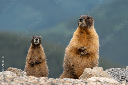 Yellow bellied marmots on mountain top