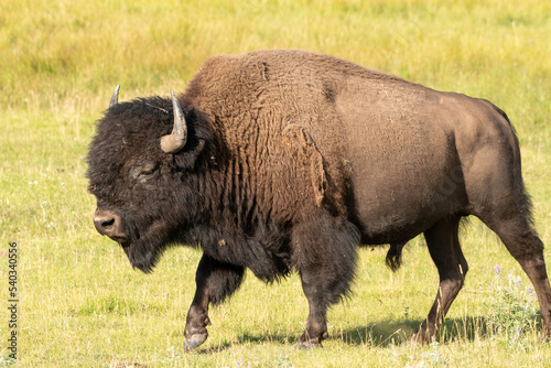 american bison buffalo © Griffin