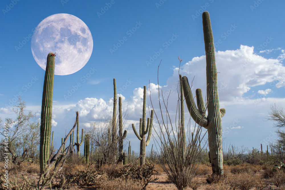 Giant moon over Saguaro Desert 