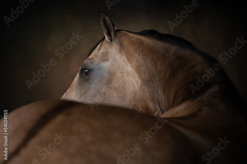 Portrait of a buckskin horse looking over its back