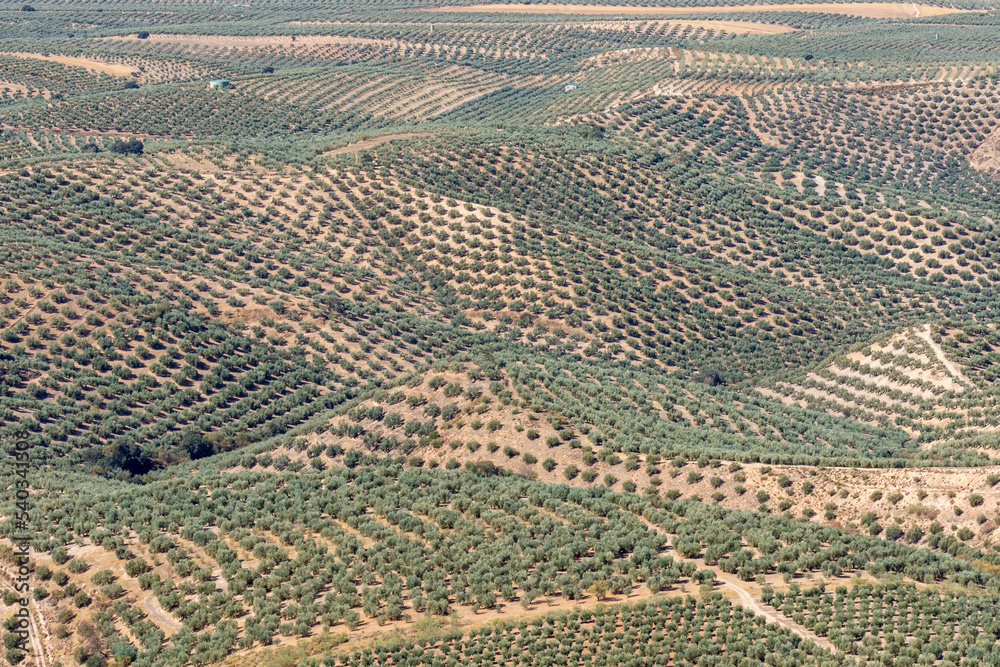 View of large extensions of olive cultivation between hills and mountains from the viewpoint of Atalaya de Deifontes (Granada, Spain) on a sunny day