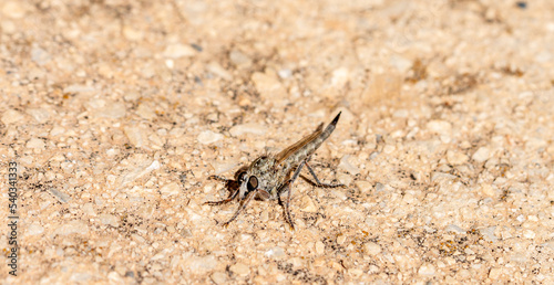 Assassin fly of the genus Asilidae perched on the ground in Deifontes (Granada, Spain)