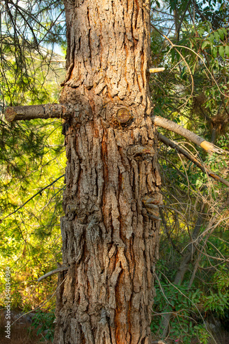Old wood background      Tree texture photo