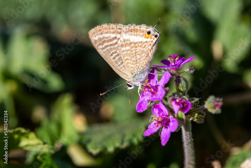 Lampides boeticus butterfly...