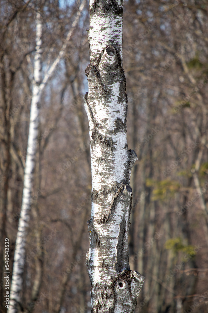 White birch trunk, close-up, winter forest.