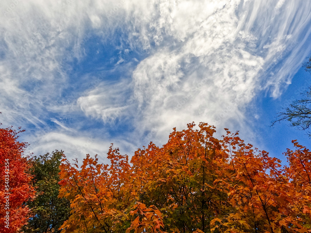 Looking Up at Autumn Leaf Color and Beautiful Blue Skies. Leaves changing colors from green to bright golds, reds and oranges. Set against a blue sky with white swirly clouds. Looking Up at Autumn Leaf Color and Beautiful Blue Skies. Leaves changing colors from green to bright golds, reds and oranges. Set against a blue sky with white swirly clouds.