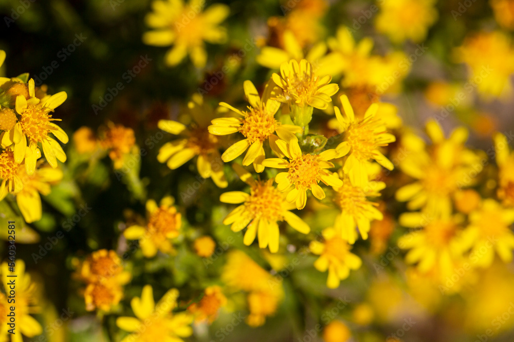 Sticky aster yellow flowers - Latin name - Dittrichia viscosa Sticky aster yellow flowers - Latin name - Dittrichia viscosa