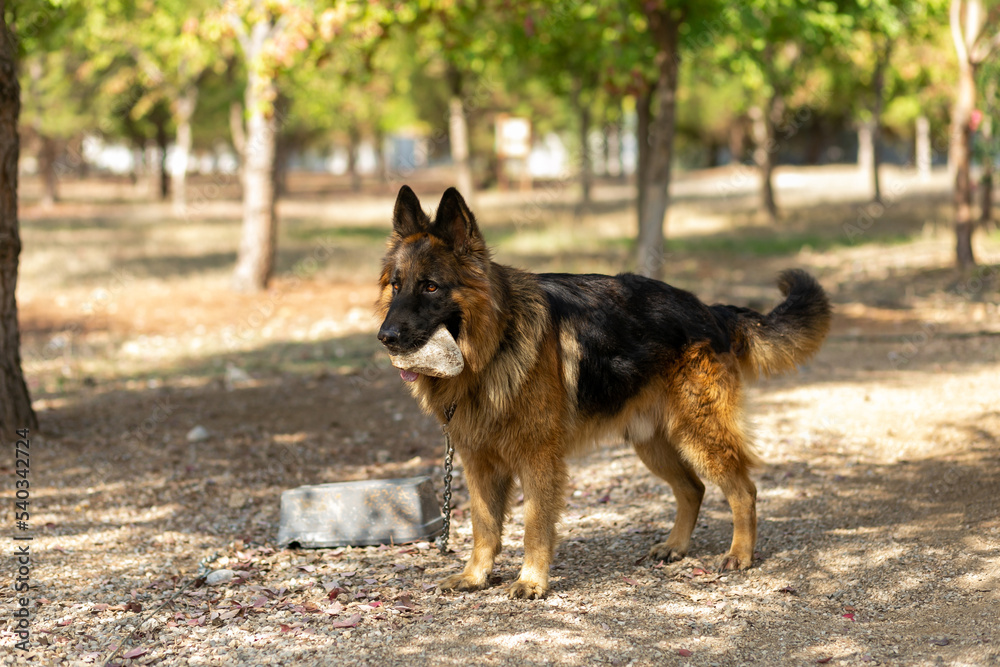 Naklejka premium Wolf dog playing with a piece of stone