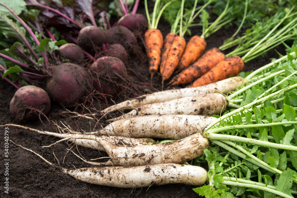 Bunch of dirty daikon white radish, beetroot and carrot with green tops on ground soil in garden. Organic vegetables autumn harvest close up	
