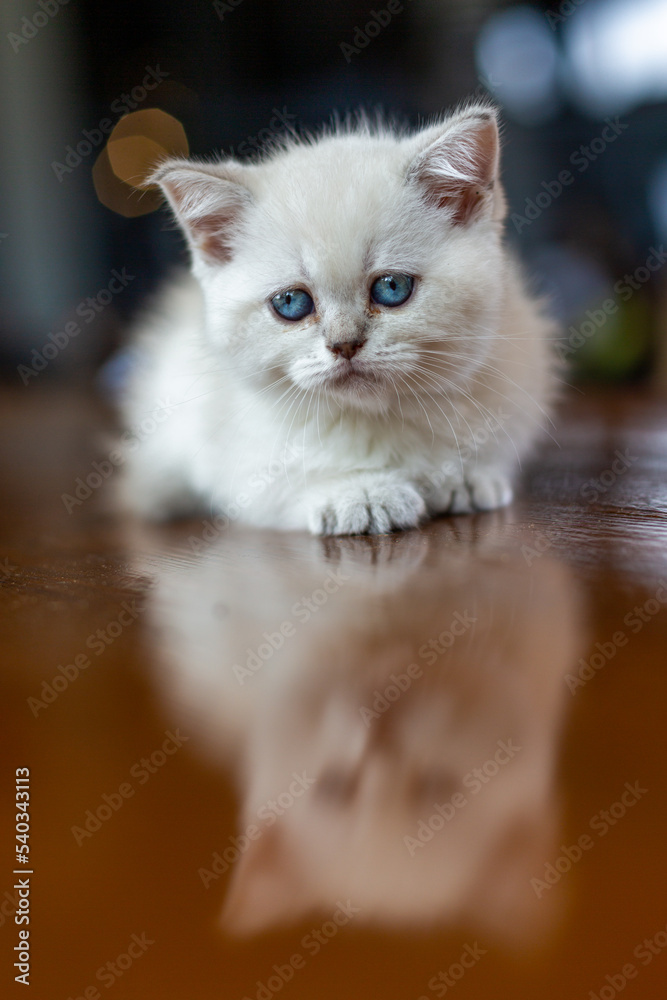 A white kitten with blue eyes