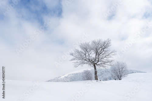 Winter landscape with a tree